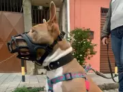 São José dos Campos debate leis mais duras para cães de grande porte após ataques fatais