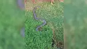 Sucuri de 5 metros assusta moradores em bairro de Gastão Vidigal, SP