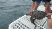 Tartaruga marinha é devolvida ao mar na Austrália após reabilitação humanizada