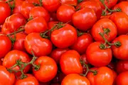 Tomate lidera alta de 3,52% na cesta básica do Litoral Norte de SP em janeiro