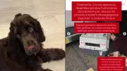 Tutores denunciam demora de 2 horas para receber cadela após voo do Piauí para São Paulo