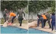 Vaca cai em piscina da Academia de Segurança Pública do Ceará e é resgatada por policiais