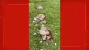 Vandalismo em cemitério de Brasília: lápides quebradas e suspeita de furto