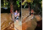 Vídeo viral: Bombeiros resgatam mulher ilhada em árvore durante enchente em Gurupi