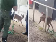 Veado ferido é resgatado às margens da Rodovia dos Bandeirantes em Jundiaí