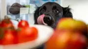 Veterinária alerta: frutas para pets não devem ultrapassar 10% da dieta diária