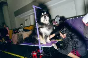 Westminster Dog Show: Bastidores da 150ª edição do maior evento canino do mundo