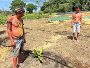 Yanomami criam peixes em tanques com água reaproveitada para plantios na Terra Indígena