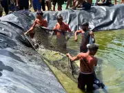 Yanomamis criam peixes em tanques após contaminação por garimpo no Rio Mucajaí