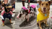 Zombie Walk atrai público recorde em Curitiba com pets fantasiados no Carnaval