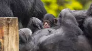 Zoológico de São Paulo celebra nascimento de filhote de chimpanzé; público escolherá nome