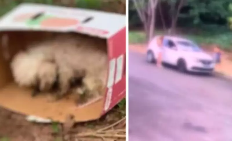 Cão Shih Tzu morre após ser abandonado em caixa de papelão por mulheres no interior de SP