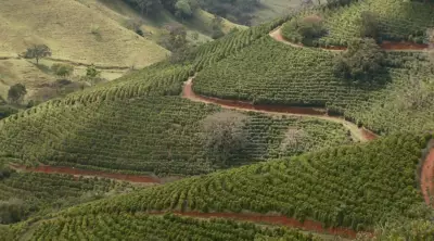 2º Festival Mantiqueira de Minas destaca cafés especiais em Carmo de Minas