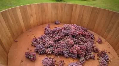 Afroturismo e vinho: samba impulsiona vinícola no RS com crescimento de 248% no faturamento