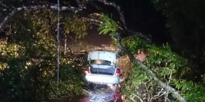 Agricultor morre após árvore cair sobre carro durante chuva intensa em Colares, Pará