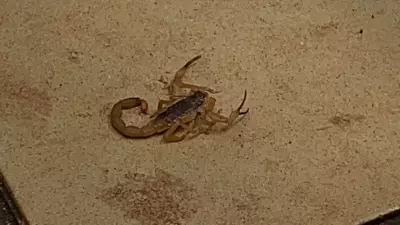 Alunas de Dança da UFU Picadas por Escorpião em Sala de Aula: Animal Entrou na Calça