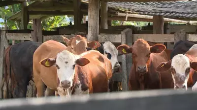 Brasil inicia exportação de bovinos e búfalos para Ruanda, abrindo novo mercado africano