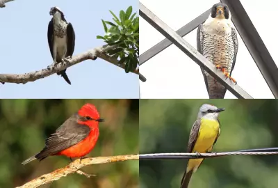 Campo Grande será sede da COP-15 da ONU em 2026, destacando sua importância para aves migratórias