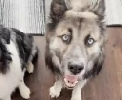 Cães foram domesticados 5.000 anos antes do estimado, revelam estudos genéticos