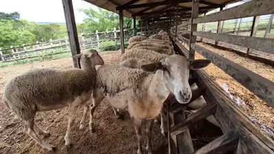 Clostridiose: Grupo de Doenças Infecciosas Ameaça Rebanhos e Exige Prevenção