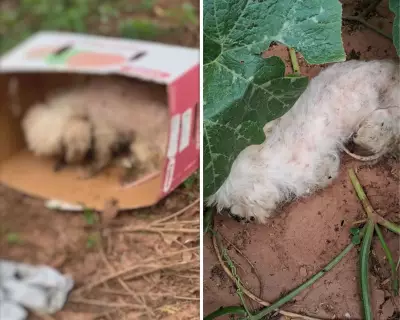 Cão Shih Tzu é abandonado em caixa de papelão com larvas no olho no interior de SP