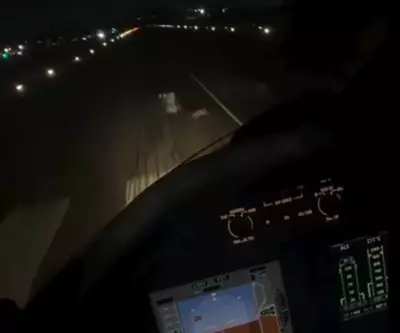 Coelho invade pista durante pouso em Campinas; piloto celebra que todos saíram ilesos