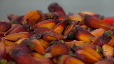 Colheita do pinhão permanece proibida até 1º de abril em São Francisco de Paula