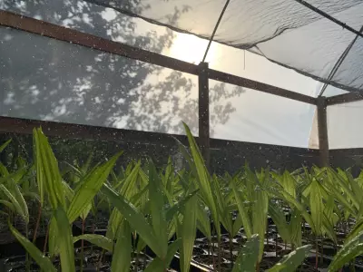 Comunidades do Marajó iniciam mutirões de reflorestamento após anos de queimadas