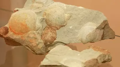 Conchas e fósseis revelam que Taió, em SC, era coberta por água salgada há 290 milhões de anos