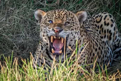 COP15 destaca créditos de biodiversidade: nova ferramenta para conservação do Pantanal