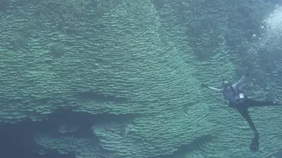 Coral milenar gigante é descoberto em caldeira vulcânica no Pacífico