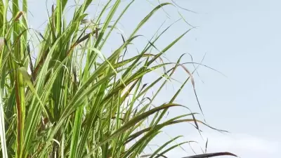 Crise no setor sucroalcooleiro nordestino: usina em Timbaúba (PE) registra queda de 40% no faturamento