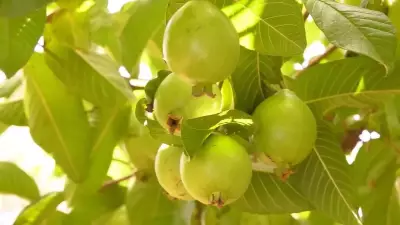 Cultivo de goiaba 'Paluma' impulsiona economia de São Vicente Férrer em Pernambuco