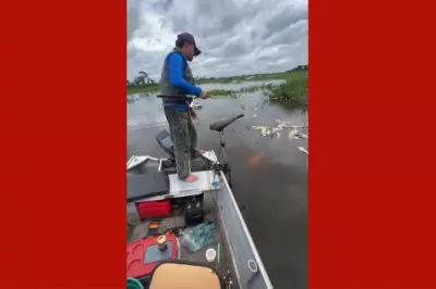 Decoada no Pantanal: Mortandade de Peixes no Rio Paraguai Alerta para Mudanças Climáticas