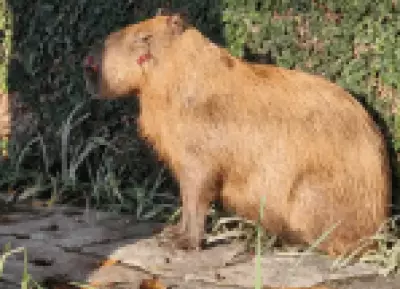 Decreto Cão Orelha: Agressores de capivara no Rio são multados em R$160 mil