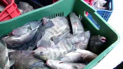 Demanda por tilápia mantém preços firmes no Brasil, impulsionando o agronegócio