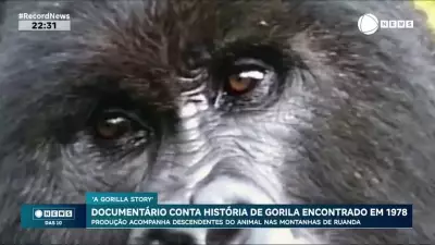 Documentário revive história de gorila encontrado em 1978 e acompanha descendentes em Ruanda