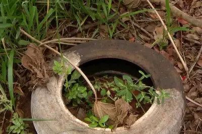Epidemia de chikungunya ameaça reserva indígena em Dourados; mortes e falta de água agravam crise