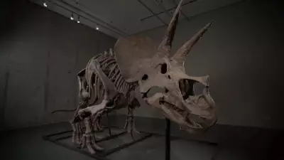 Esqueleto raro de tricerátops de 66 milhões de anos vai a leilão nos EUA