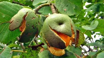 Estudo da Unesp revela que mudanças climáticas encurtam floração e frutificação no Cerrado