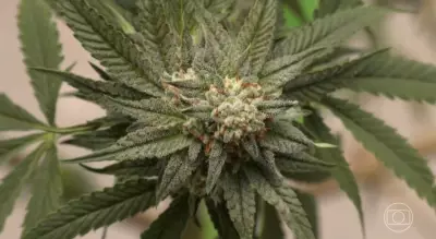 Estudo da Unifesp revela aumento de 80% no consumo de drogas ilícitas no Brasil em 11 anos