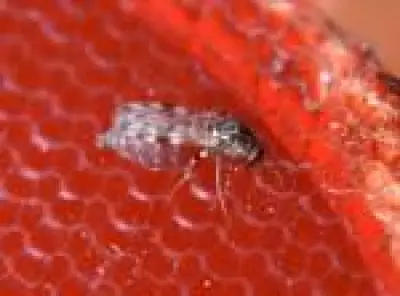 Estudo revela que infecções por Oropouche podem ser 200 vezes maiores que registros oficiais