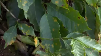 Excesso de umidade ameaça produção cafeeira em Minas Gerais com doenças fúngicas