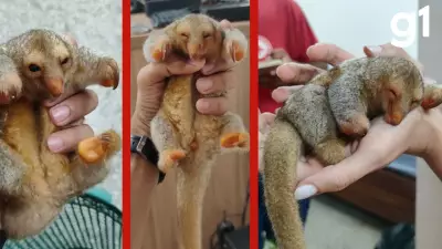 Filhote de tamanduá resgatado em Sorriso morre após atendimento veterinário