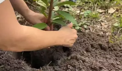 Fundação Rede Amazônica celebra 41 anos com plantio de mudas na comunidade Puraquequara