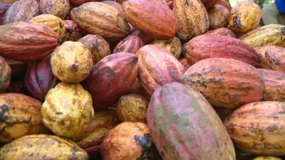 Governo reduz prazo de estoque de cacau importado de dois anos para seis meses