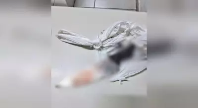 Homem é preso em Jundiaí após matar cachorro a facadas e alegar que animal comeu planta