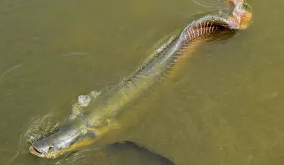 Ibama declara pirarucu como espécie invasora no rio Madeira e autoriza abate sem limites