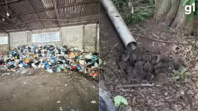 Infestação de ratos assusta moradores de Bento Gonçalves na Serra Gaúcha