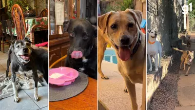 Legado de jovem morta em show: família cuida de 24 cães resgatados por ela